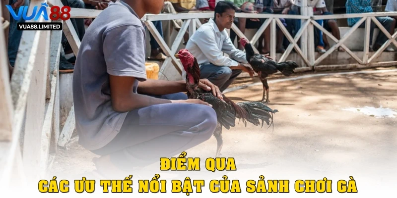 Điểm qua các ưu thế nổi bật của sảnh chọi gà